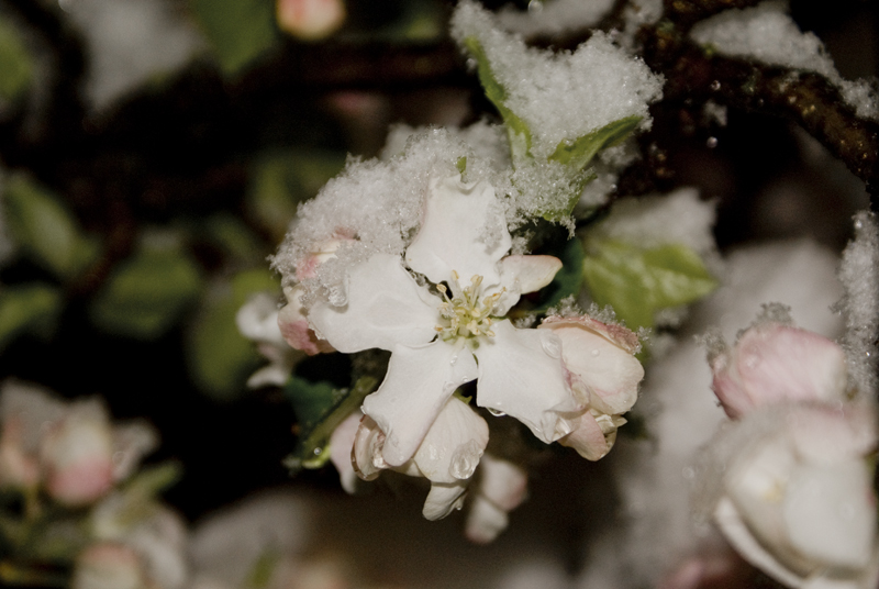 A snow-apple-blossom!